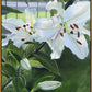 Luscious Lillies