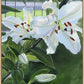 Luscious Lillies