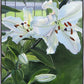 Luscious Lillies