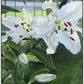 Luscious Lillies