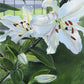 Luscious Lillies