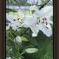 Luscious Lillies