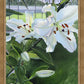 Luscious Lillies