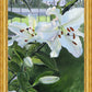 Luscious Lillies