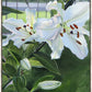 Luscious Lillies