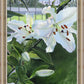 Luscious Lillies