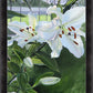 Luscious Lillies