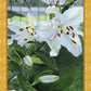 Luscious Lillies
