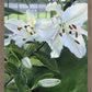 Luscious Lillies