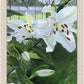Luscious Lillies