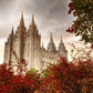 Salt Lake Autumn Trees