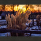 Plate 1 - Sunset Grasses
