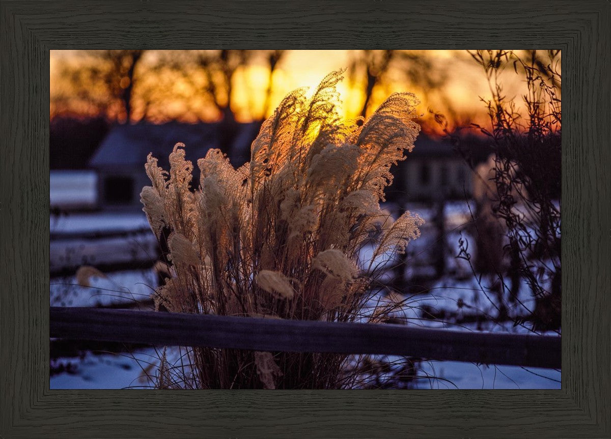 Plate 1 - Sunset Grasses