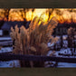Plate 1 - Sunset Grasses