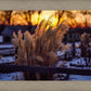 Plate 1 - Sunset Grasses