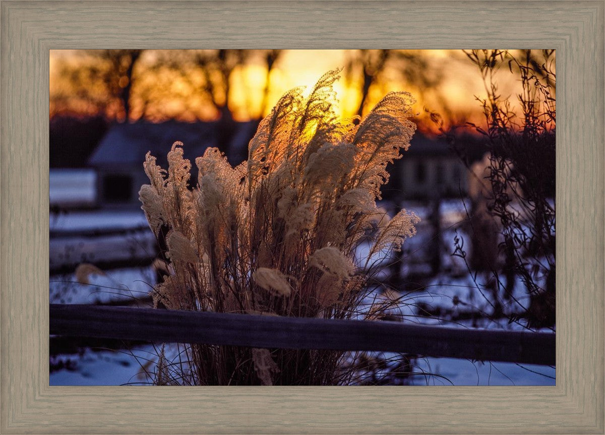 Plate 1 - Sunset Grasses