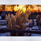 Plate 1 - Sunset Grasses