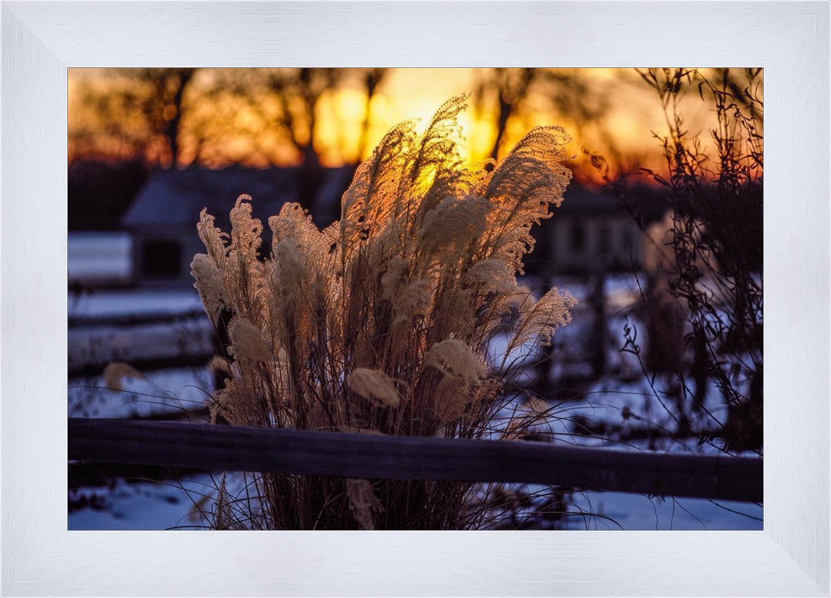 Plate 1 - Sunset Grasses