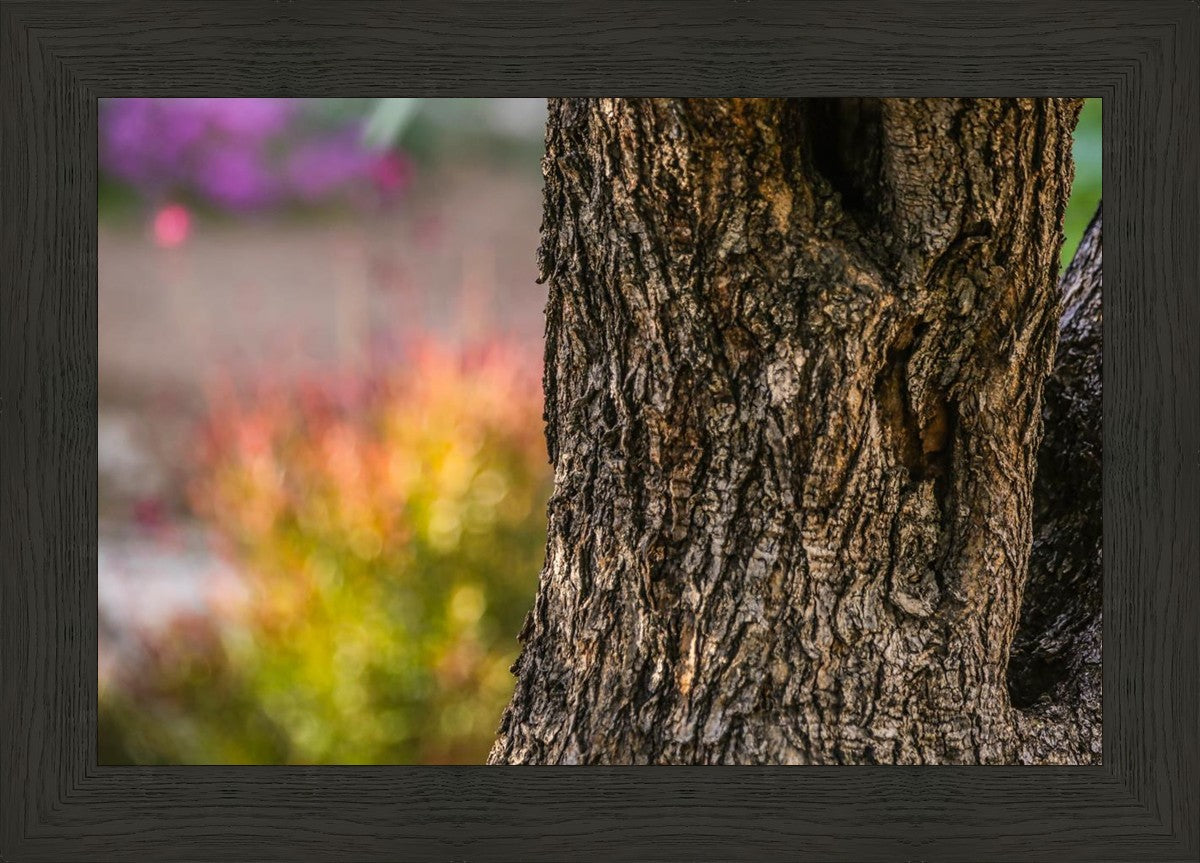 Plate 11 - Gethsemane Impression