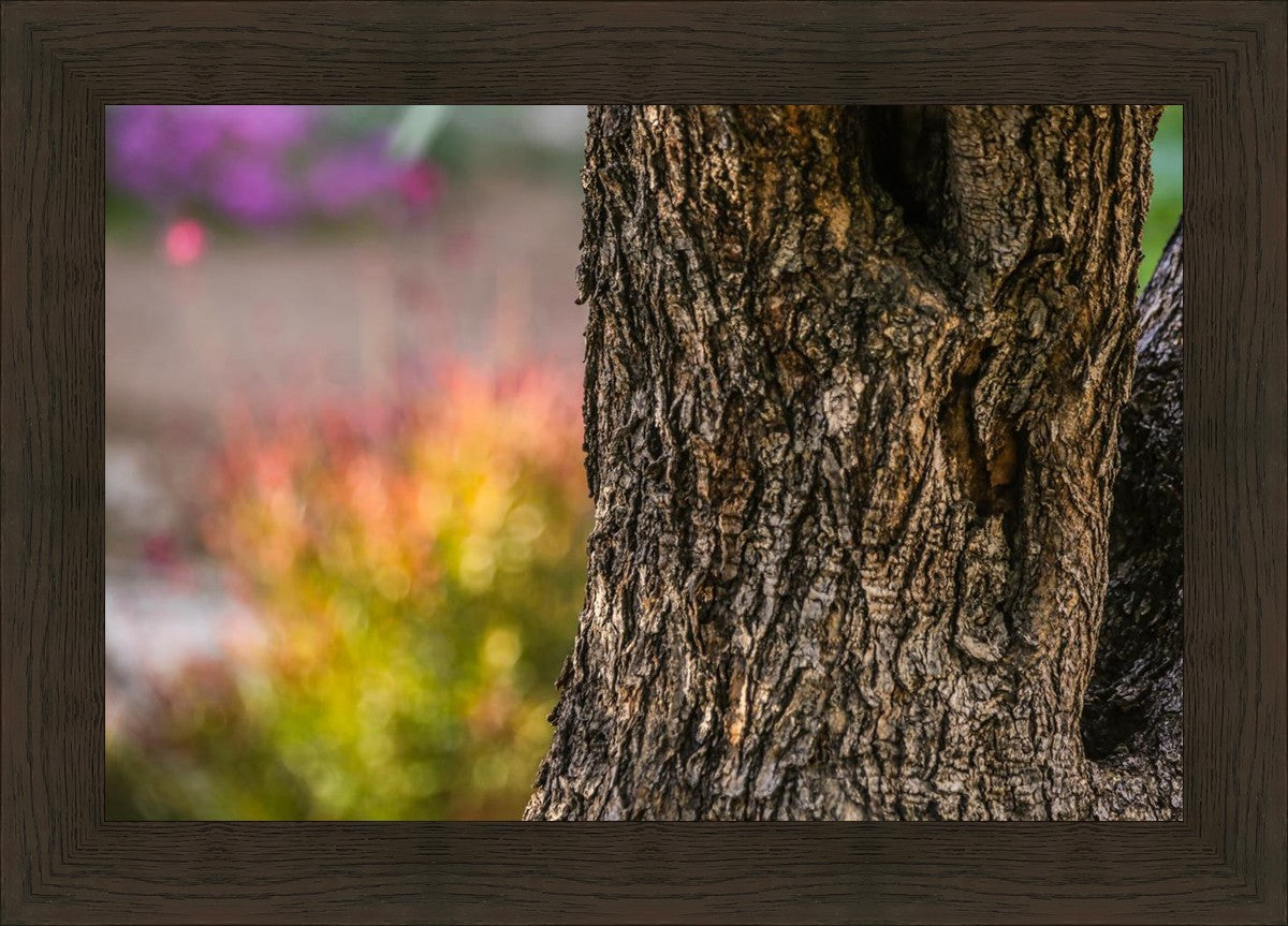 Plate 11 - Gethsemane Impression