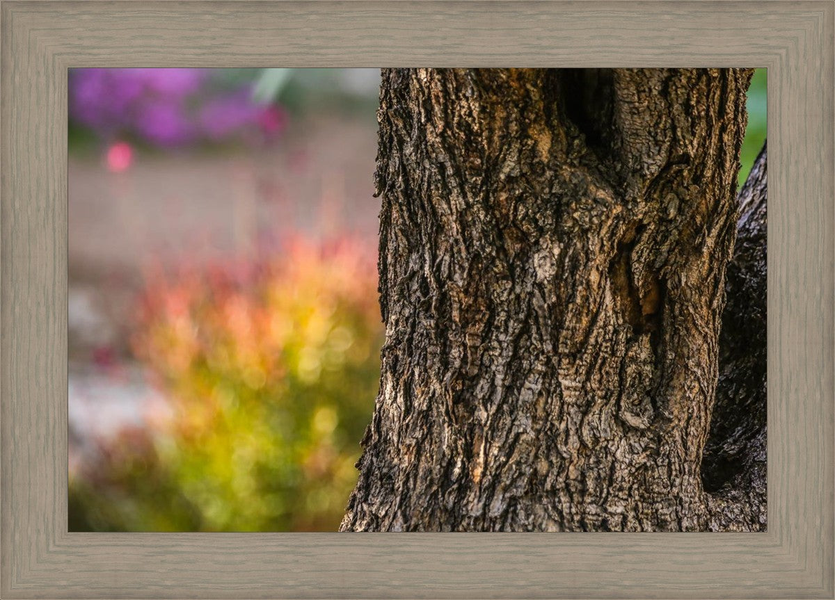 Plate 11 - Gethsemane Impression
