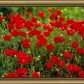 Plate 2 - Poppies in Abundance