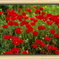 Plate 2 - Poppies in Abundance