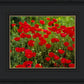 Plate 2 - Poppies in Abundance