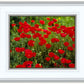 Plate 2 - Poppies in Abundance