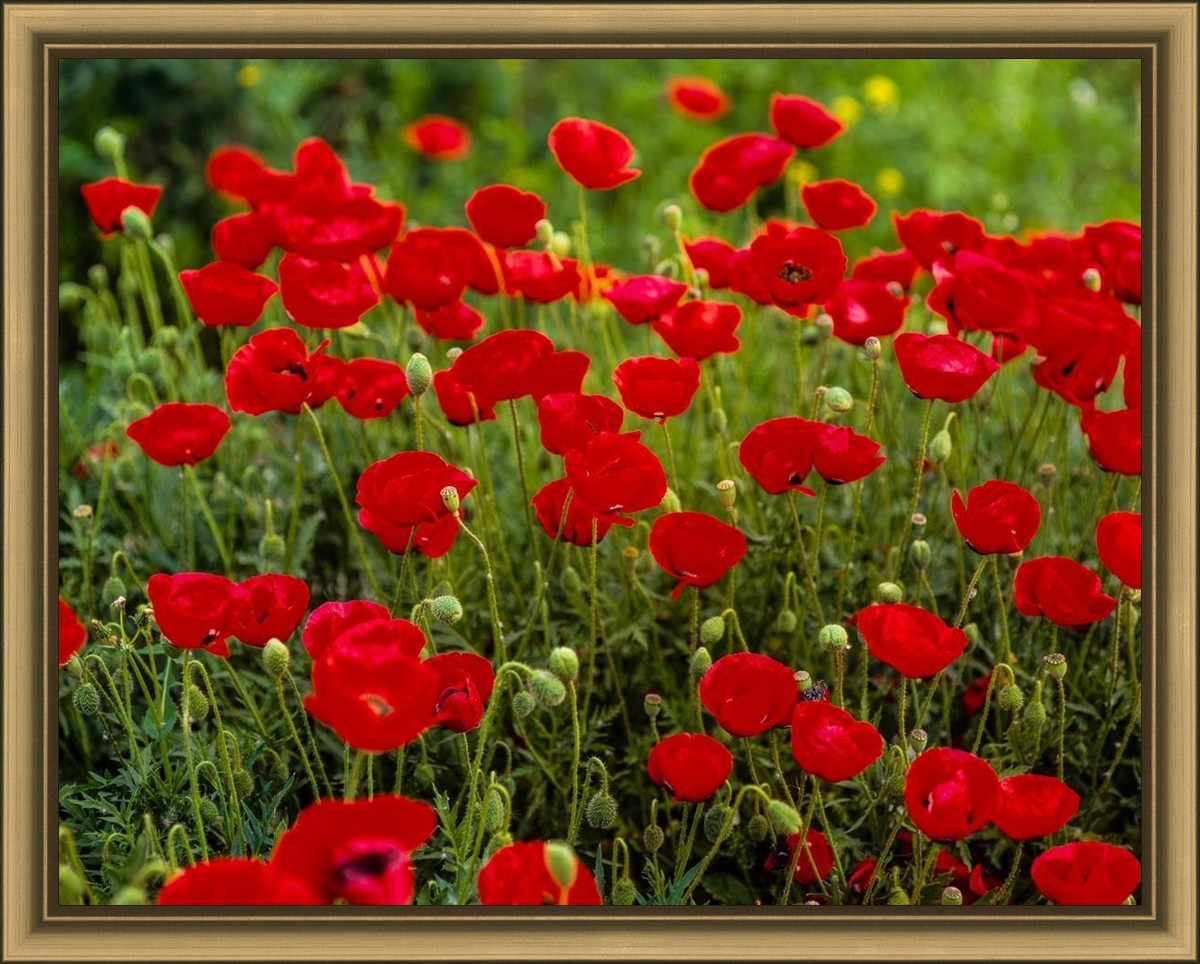 Plate 2 - Poppies in Abundance