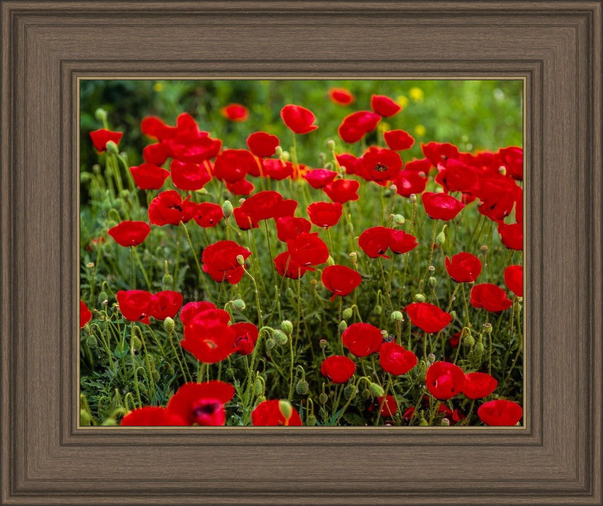 Plate 2 - Poppies in Abundance