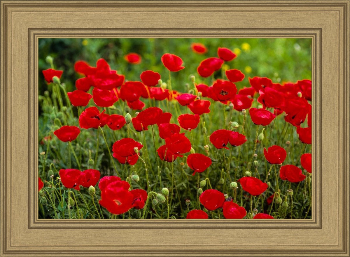 Plate 2 - Poppies in Abundance