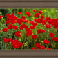 Plate 2 - Poppies in Abundance