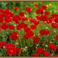 Plate 2 - Poppies in Abundance