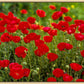 Plate 2 - Poppies in Abundance