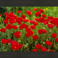 Plate 2 - Poppies in Abundance