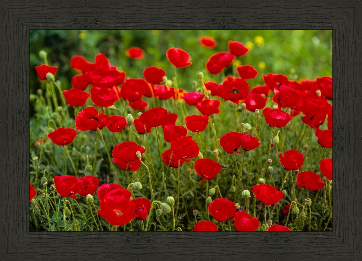 Plate 2 - Poppies in Abundance