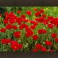 Plate 2 - Poppies in Abundance