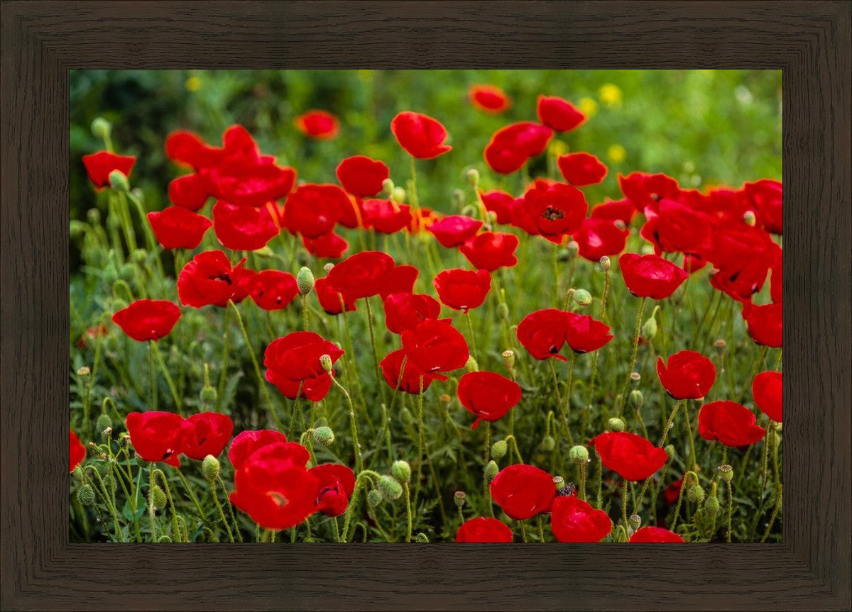 Plate 2 - Poppies in Abundance