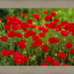 Plate 2 - Poppies in Abundance