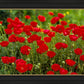 Plate 2 - Poppies in Abundance