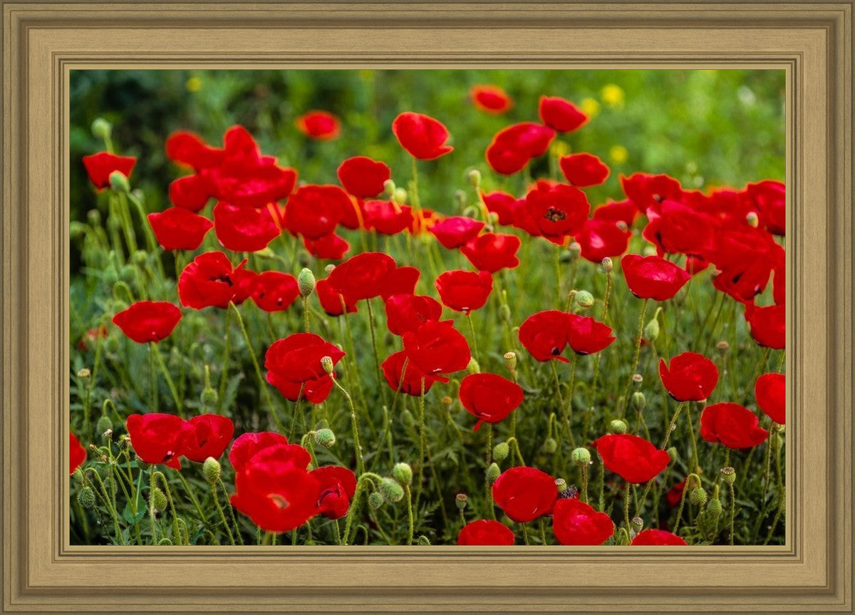 Plate 2 - Poppies in Abundance