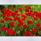 Plate 2 - Poppies in Abundance