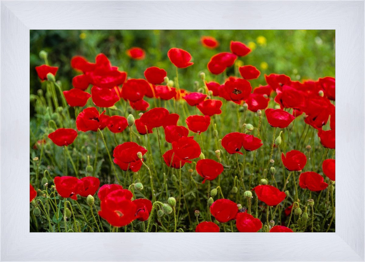 Plate 2 - Poppies in Abundance