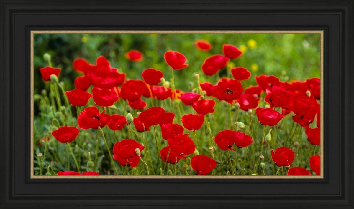 Plate 2 - Poppies in Abundance
