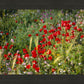 Plate 3 - Poppy Mix Judean Wilderness