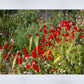 Plate 3 - Poppy Mix Judean Wilderness