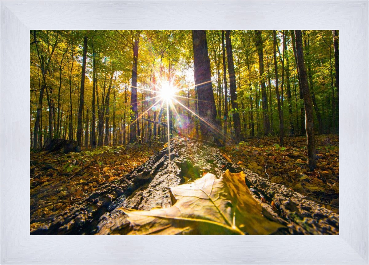 Plate 4 - Suddenly a Light Descended!