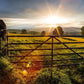 Plate 2 - Downham Gate After Storm