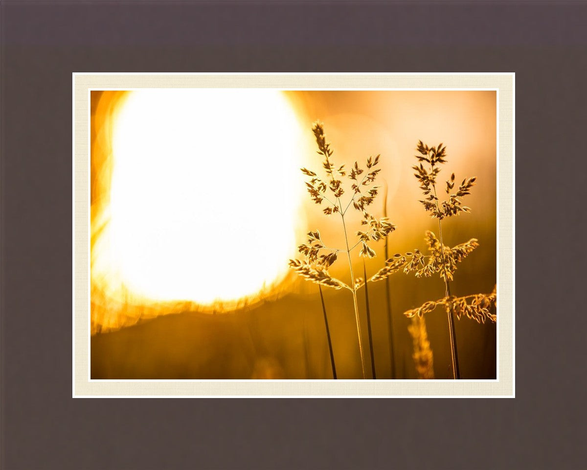 Plate 3 - Spring Brook Grasses